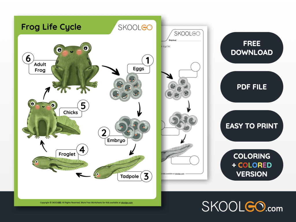 Frog Life Cycle - Free Worksheet - Skoolgo within Life Cycle of a Frog Printable