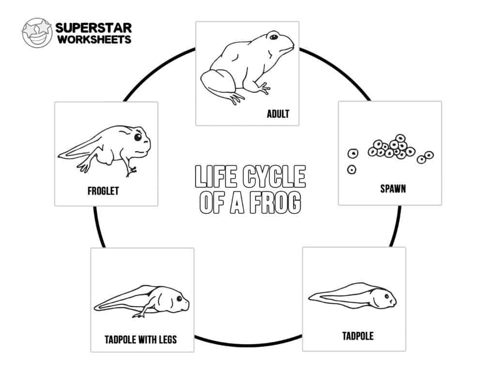 Life Cycle Of A Frog Worksheets - Superstar Worksheets for Life Cycle of a Frog Printable