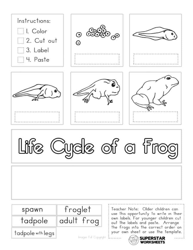 Life Cycle Of A Frog Worksheets - Superstar Worksheets inside Life Cycle of a Frog Printable