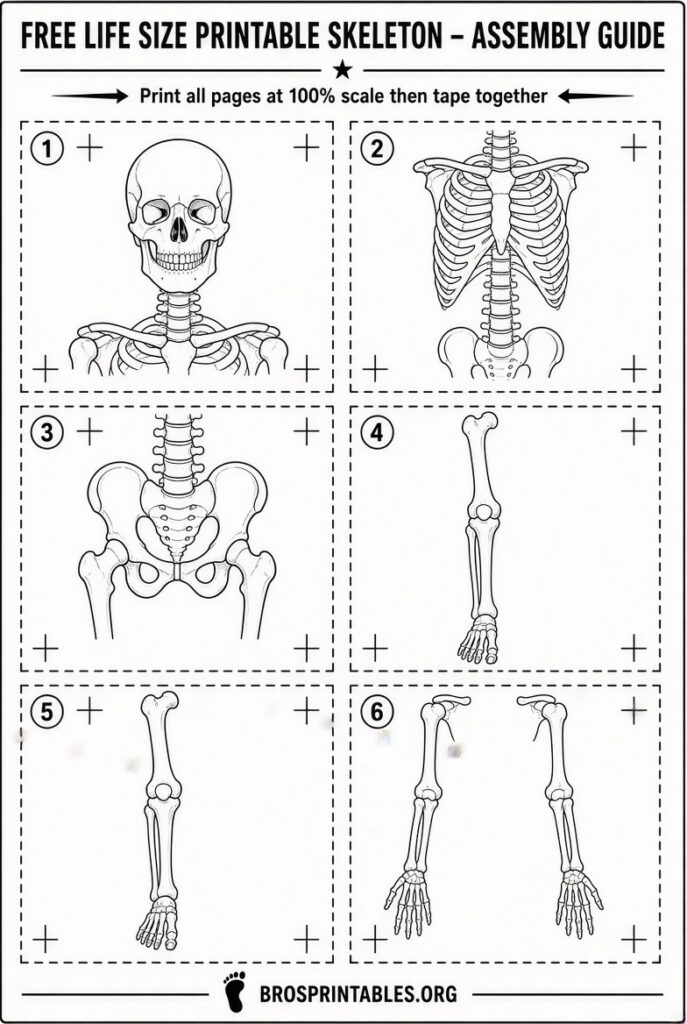 Free Life Size Printable Skeleton (4)